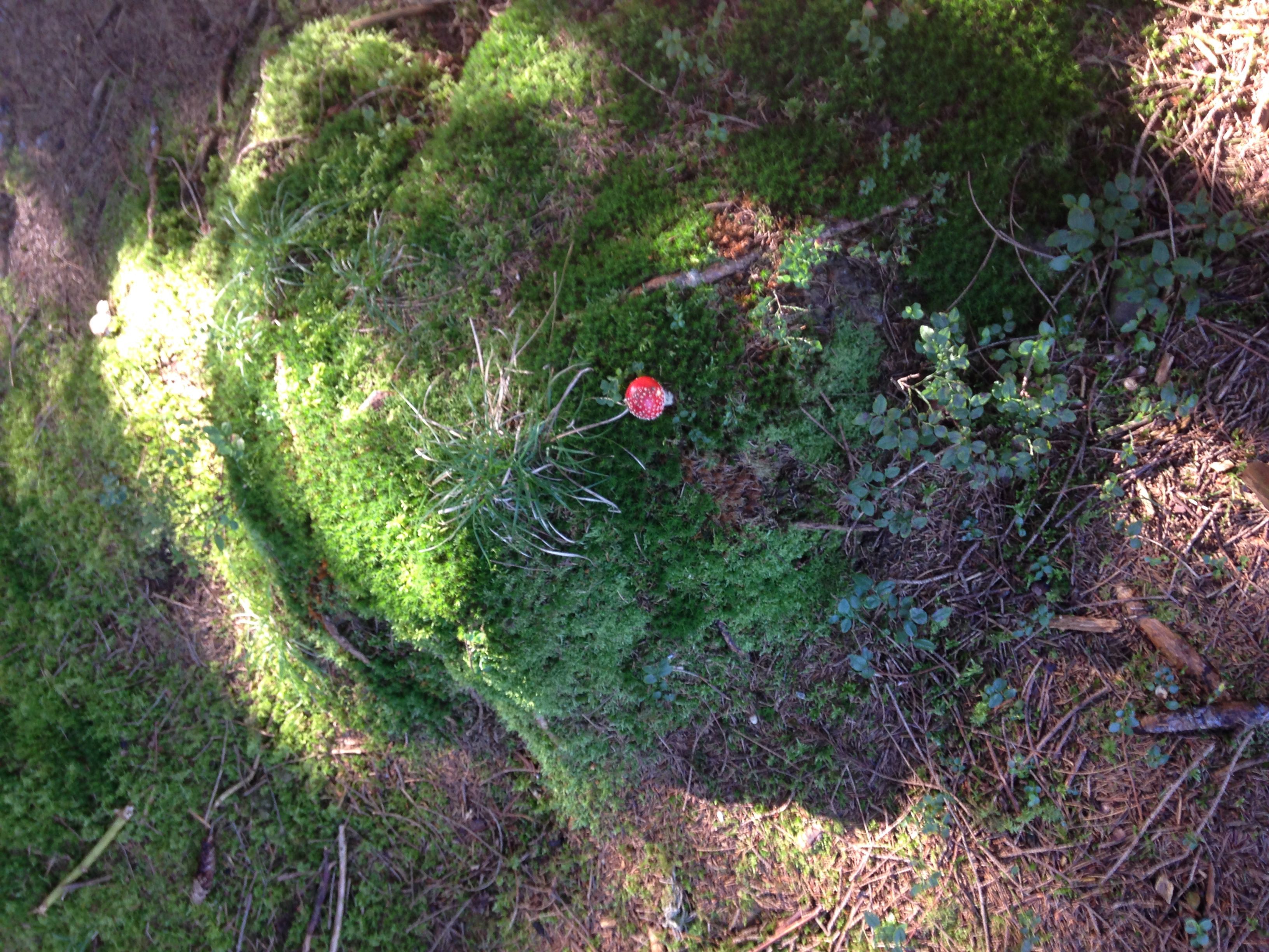 Odoo • Bild und Text